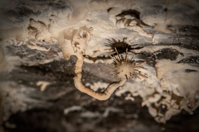 Este Bizarre "aragonita Flor" Cresce nos tetos de cavernas úmidas