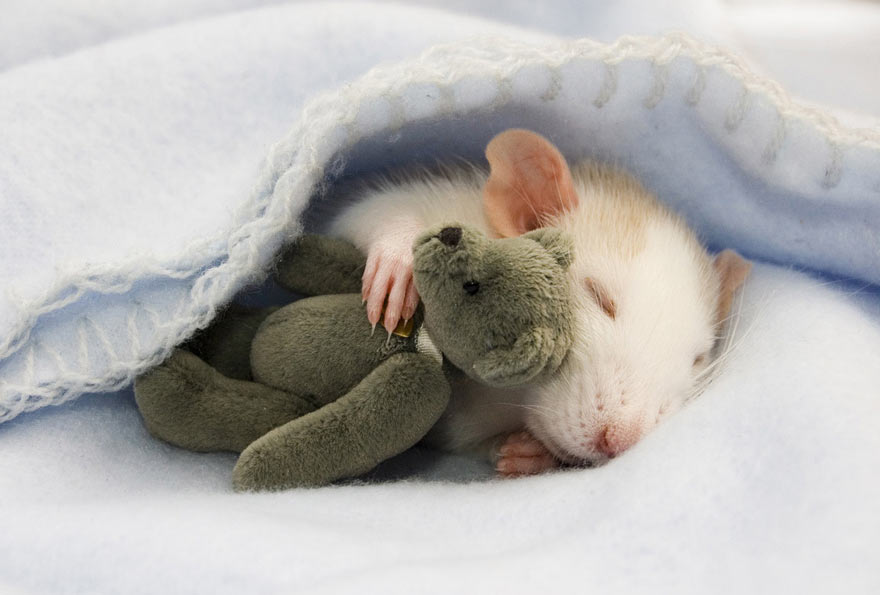 cute-rat-with-teddy-bear