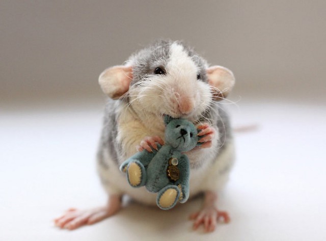 cute-rato-bear-Ellen-de-Deelen-azul