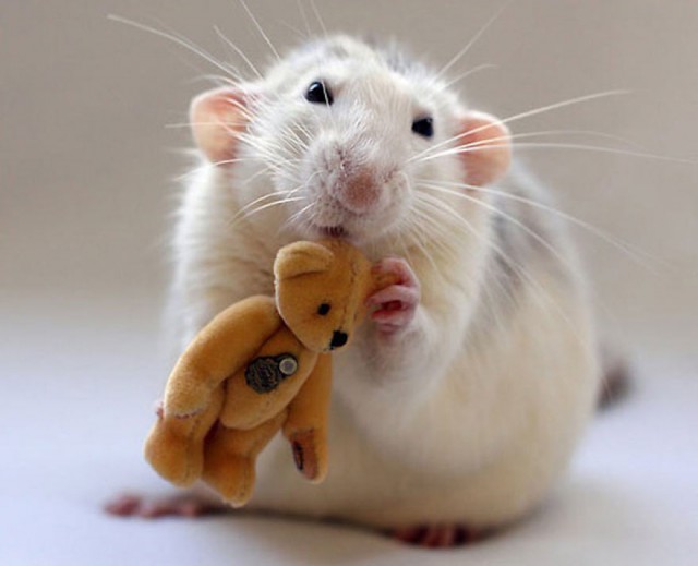 cute-rato-bear-Ellen-de-Deelen-amarelo