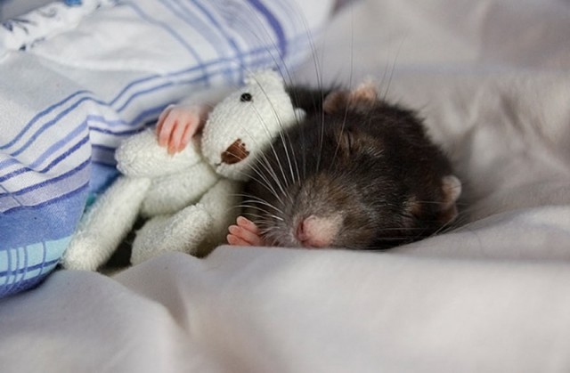 cute-rat-cama-bear-bebê