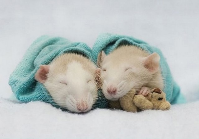 cute-dois-ratos-de dormir