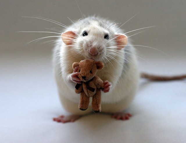 cute-rato-bear-Ellen-de-Deelen