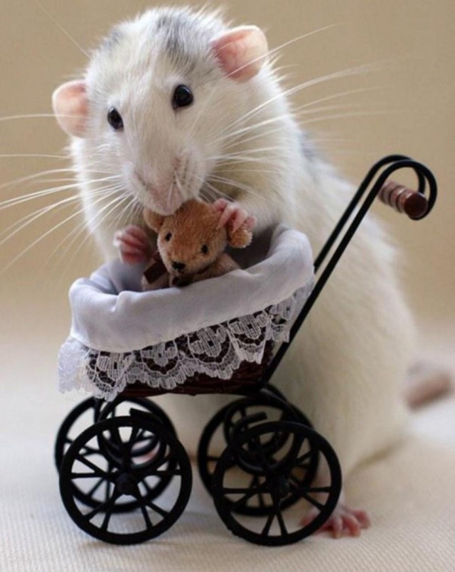 cute-rato-bear-Ellen-de-Deelen-bebê