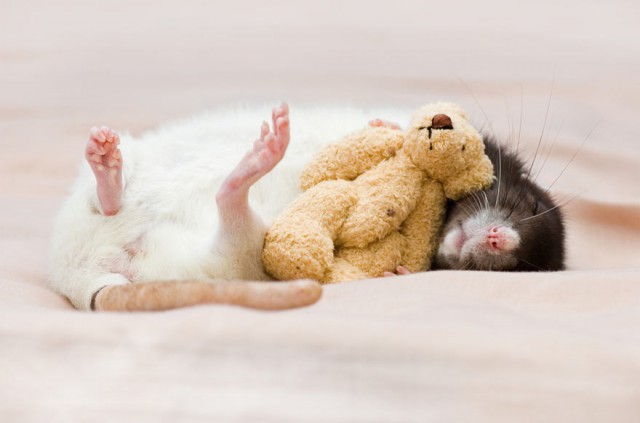 cute-rat-dormir-teddy-bear