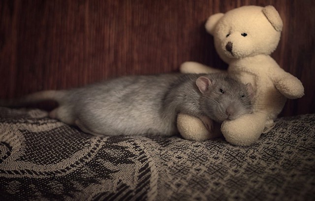 cute-rato-dormir-cama-teddy-bear