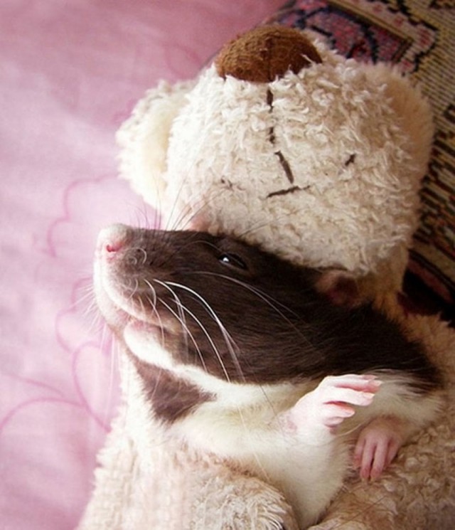 cute-ratos-teddy-bear-jessica-florence