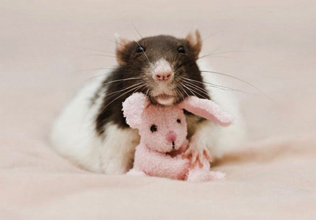 cute-rat-teddy-coelho-brinquedo