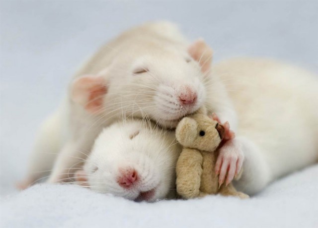 bonito-dormir ratos-com-urso