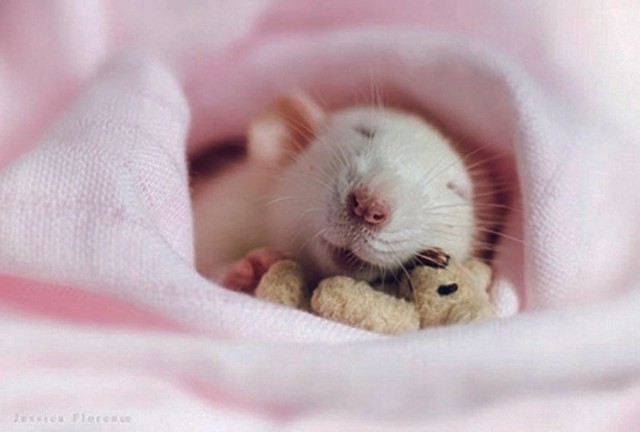 -cute-rato-de-rosa-manta-urso