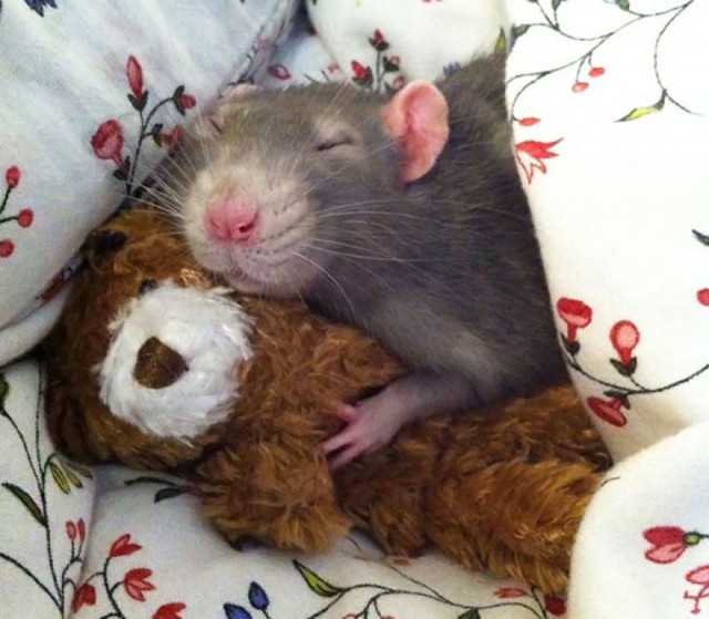 cool-rato-pequeno dormir-teddy-bear