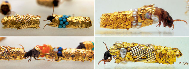 Esses insetos construir Carapaces de Ouro e Pérola