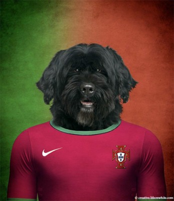 funny-world-cup-themed-dog-pictures