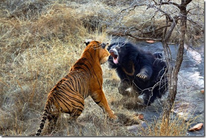 Filhote de urso tigre luta batalha incríveis incomuns legais fotos fotos (3)