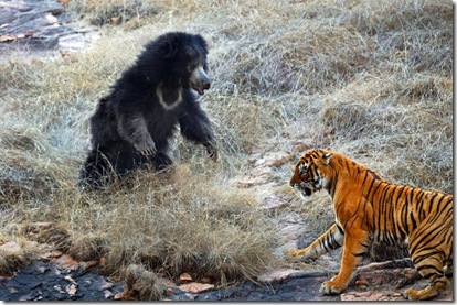 Filhote de urso tigre luta batalha incríveis incomuns legais fotos fotos (4)