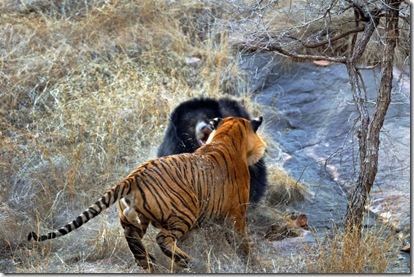 Filhote de urso tigre luta batalha incríveis incomuns legais fotos fotos (2)