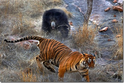 Filhote de urso tigre luta batalha incríveis incomuns legais fotos fotos (1)
