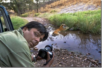 suportar filhote de tigre luta batalha incríveis incomuns fotos legais fotos