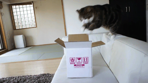 cat (7125) Animated Gif on Giphy