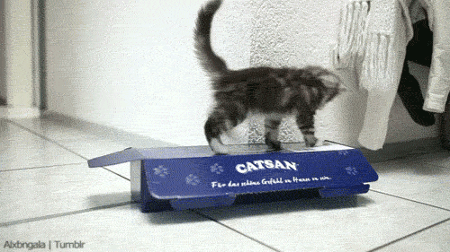 cat (7125) Animated Gif on Giphy