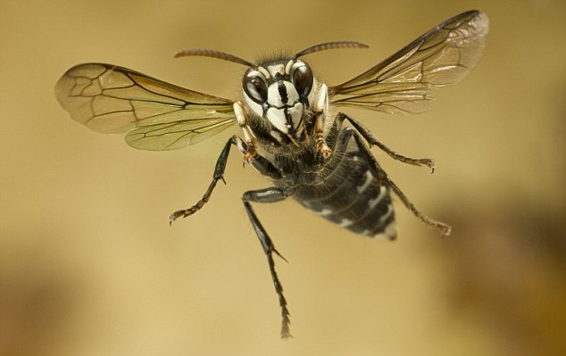 Sting na cauda: Hornets 'picadas são ainda mais doloroso do que as vespas ", graças ao seu potente veneno
