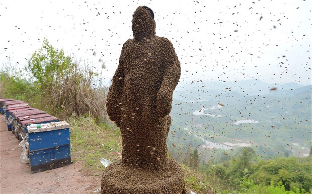 Apicultor coberta de 456 mil abelhas durante tentativa de recorde, Chongqing, China 