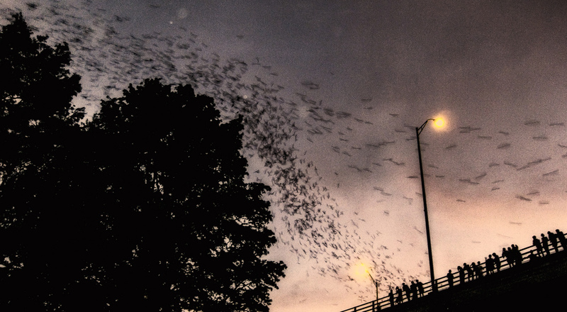 Morcegos Ponte Congresso em Austin, Texas