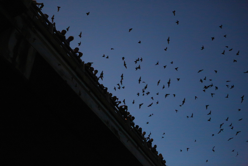 Morcegos Ponte Congresso em Austin, Texas