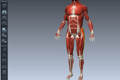 Músculos humanos BioDigital