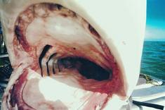um tubarão tigre com sua grande boca aberta