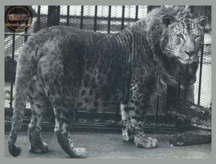 leopon 2-10