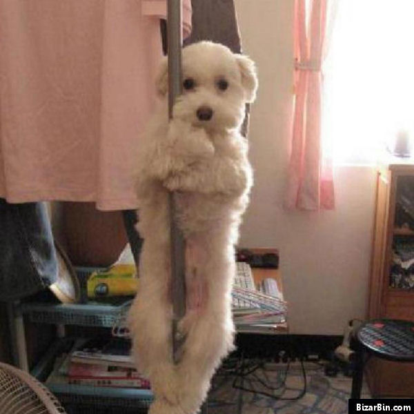 cão pole dancing