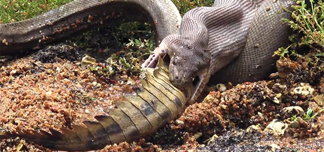 Python come crocodilo após horrível de cinco horas de batalha
