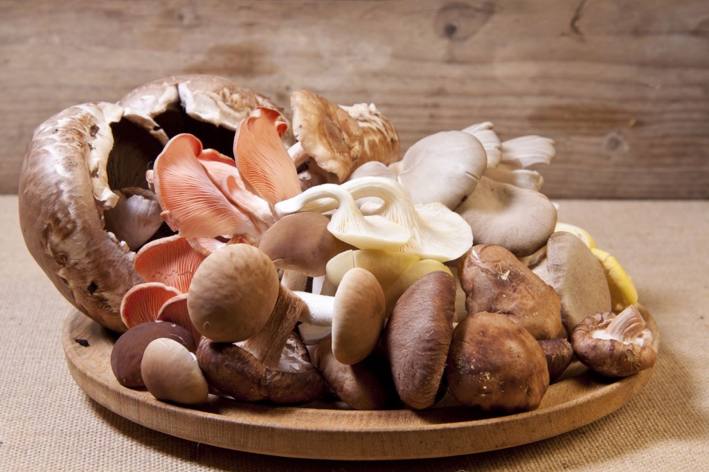 toxinas encontradas em uma variedade de diferentes espécies de cogumelos silvestres
