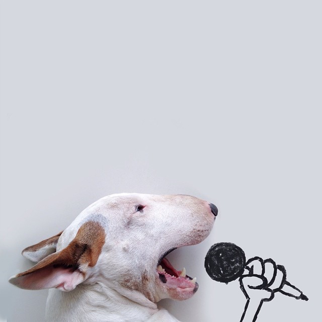 jimmy-choo-bull-terrier-ILUSTRAÇÕES-rafael Mantesso 1