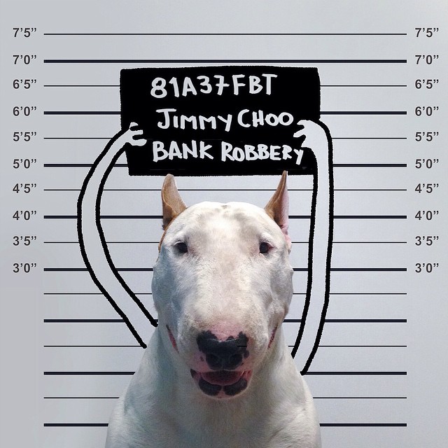 jimmy-choo-bull-terrier-ILUSTRAÇÕES-rafael Mantesso 4