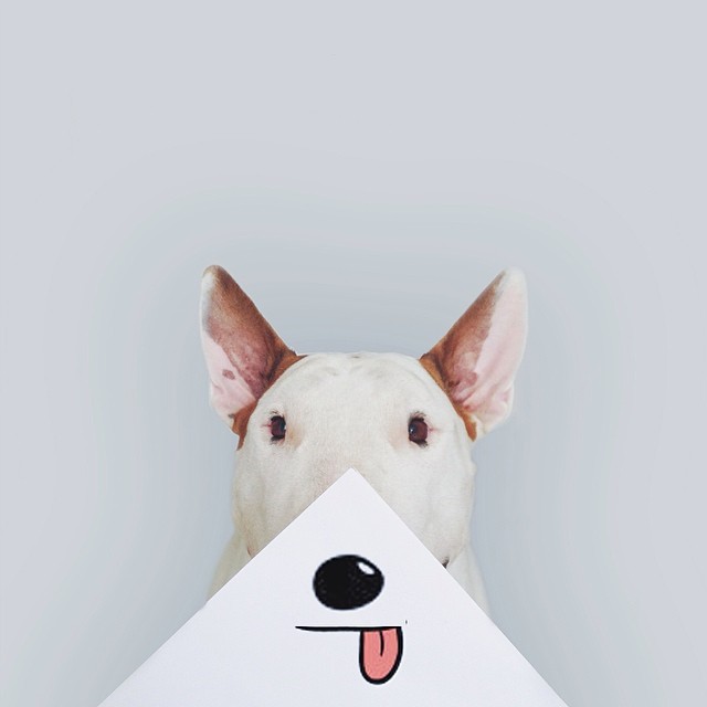 jimmy-choo-bull-terrier-ILUSTRAÇÕES-rafael Mantesso 6