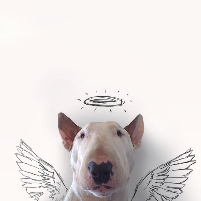 jimmy-choo-bull-terrier-ILUSTRAÇÕES-rafael Mantesso 7