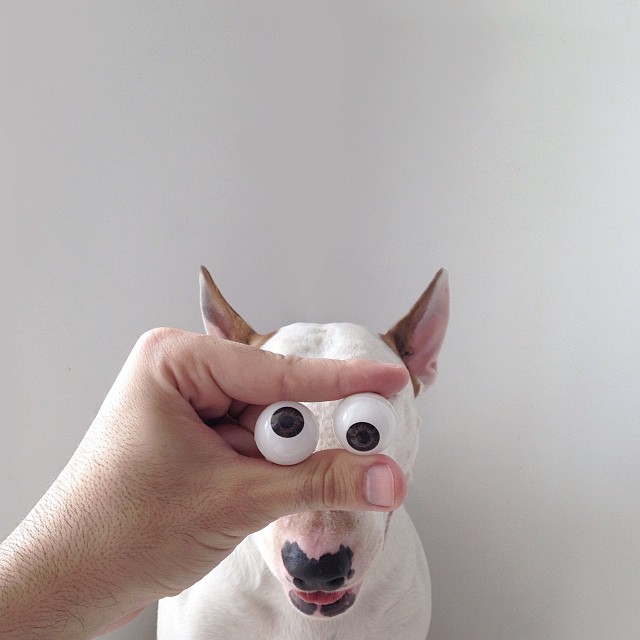 jimmy-choo-bull-terrier-ILUSTRAÇÕES-rafael Mantesso 9