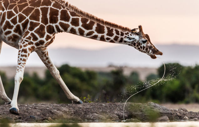 A fotografia de natureza mais inspirador do ano