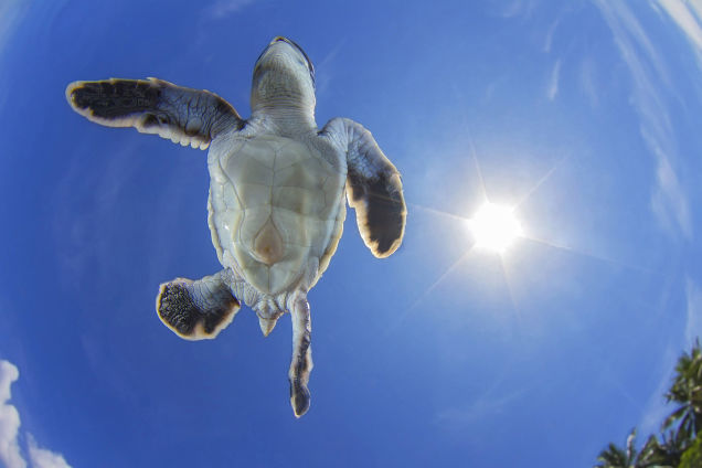 A fotografia de natureza mais inspirador do ano