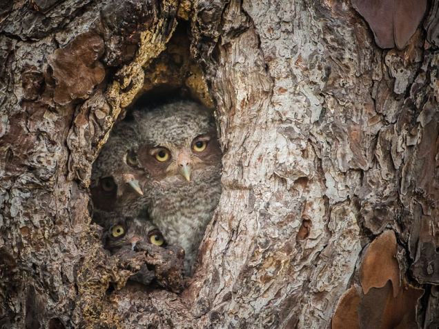 The most inspiring nature photography of the year