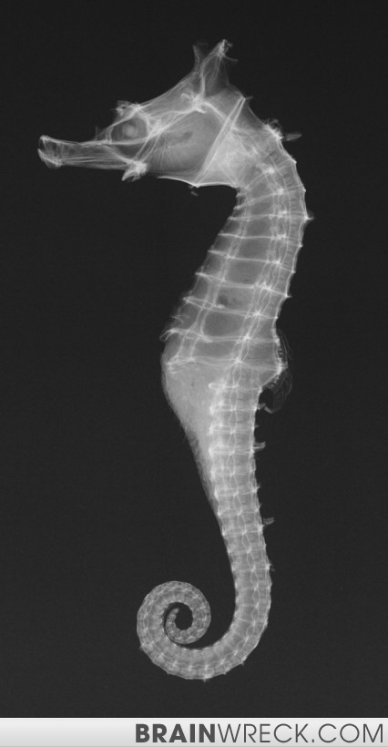 Seahorses are pretty damn cool.