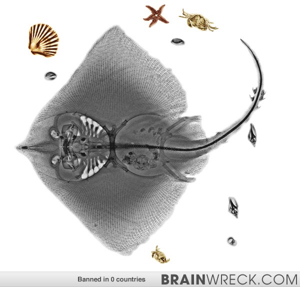 Rays are actually much more complicated than their smooth exterior suggests.